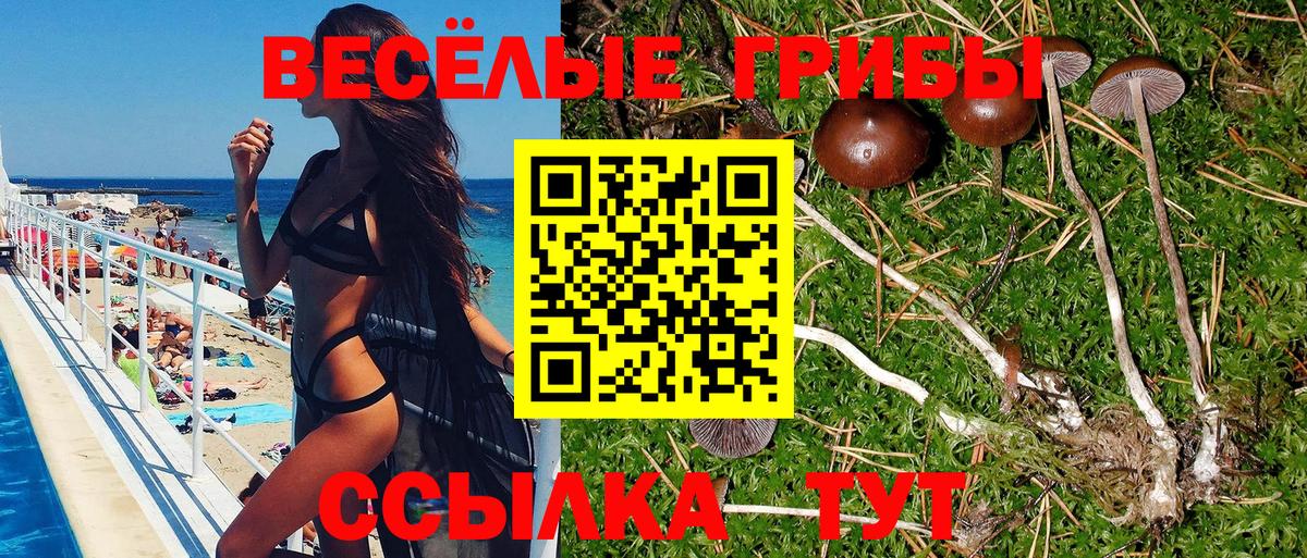 Псилоцибиновые грибы Psilocybe Ртищево